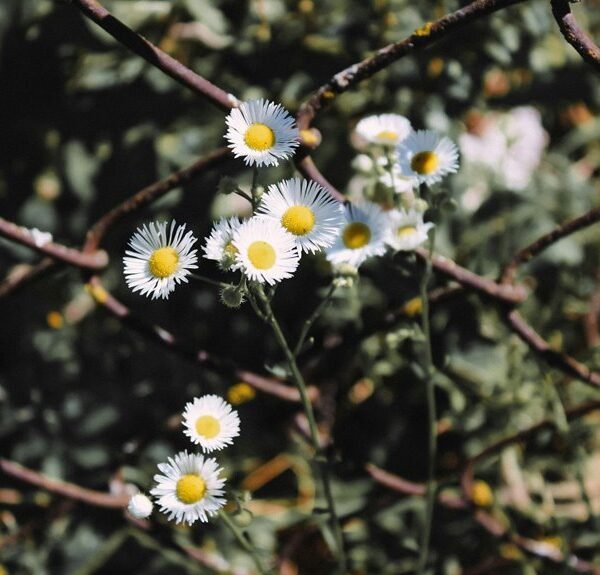 boosting blog traffic strategy