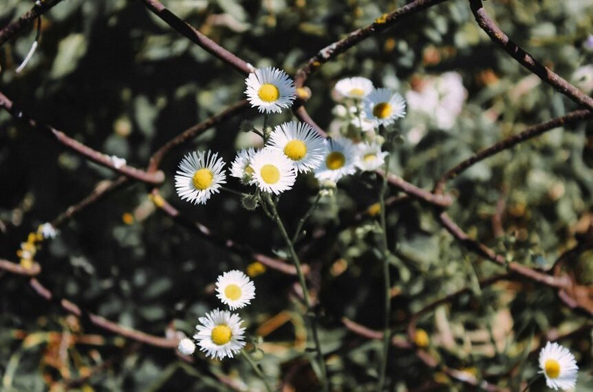 boosting blog traffic strategy